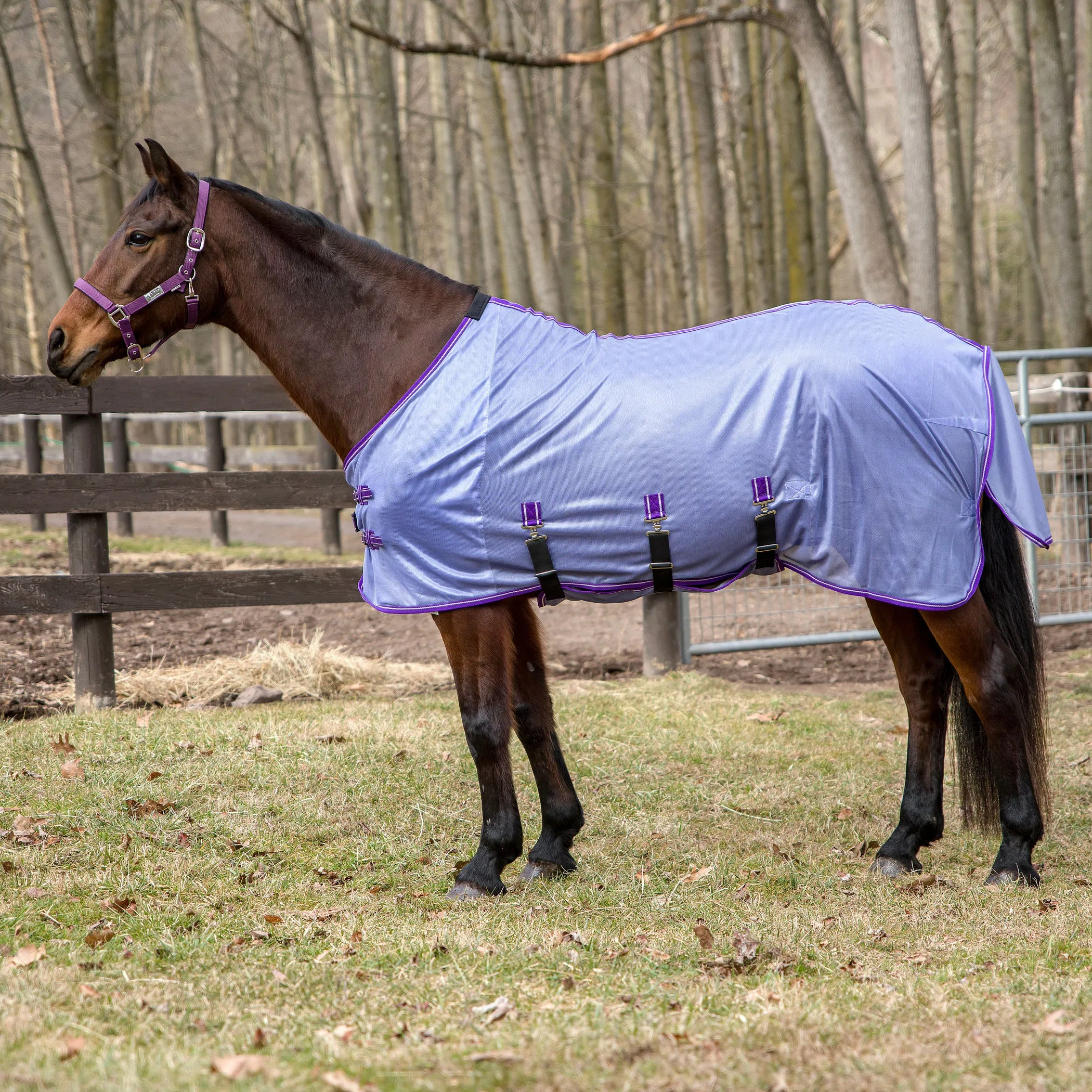 TuffRider Comfy Plus Standard Neck Fly Sheet- Purple with Deep Purple Trim- 69