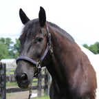 Henri de Rivel Padded Jewel Halter