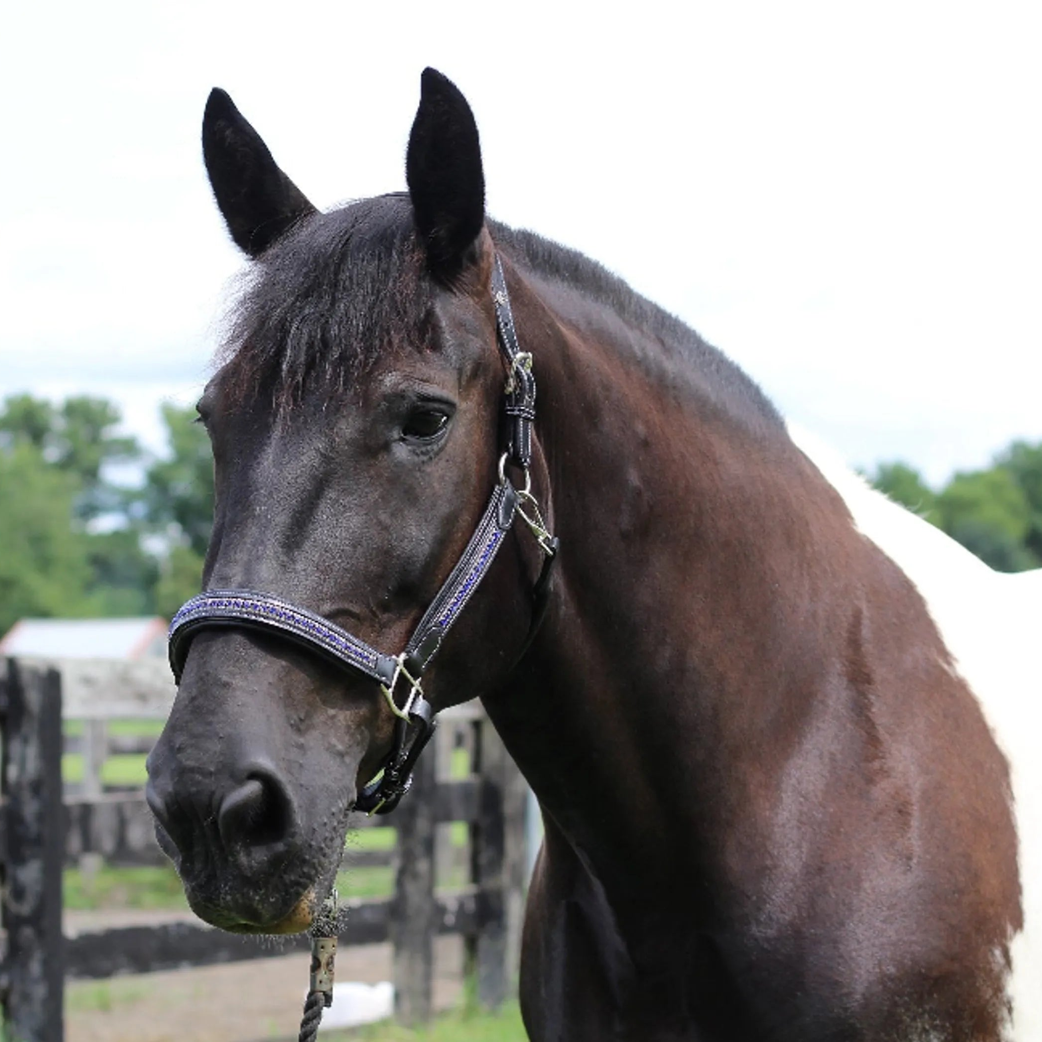 Henri de Rivel Padded Jewel Halter