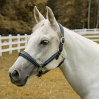 Henri de Rivel Cahill Padded Halter