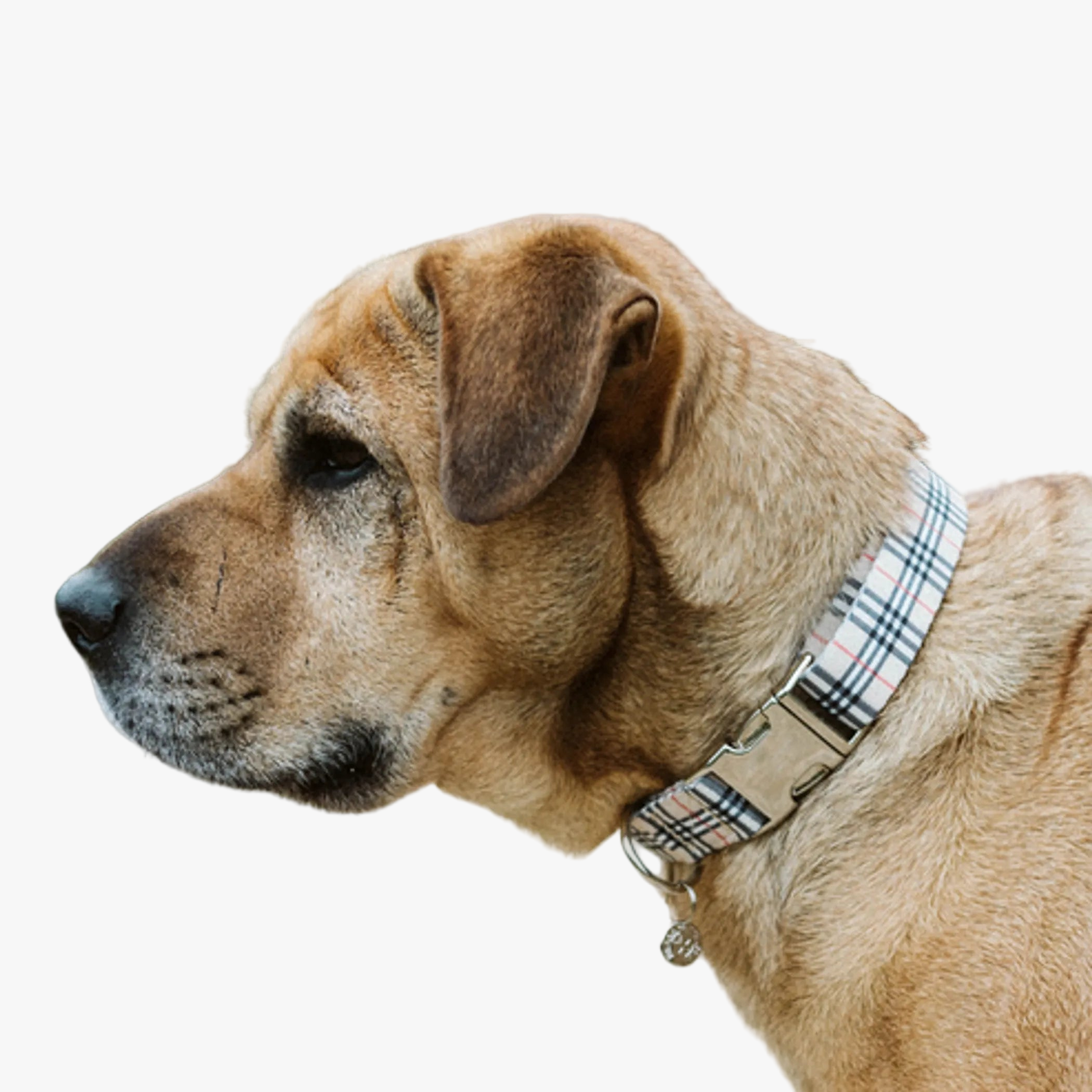 Adjustable Collar