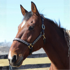 Henri de Rivel Classic Embroidered Leather Halter