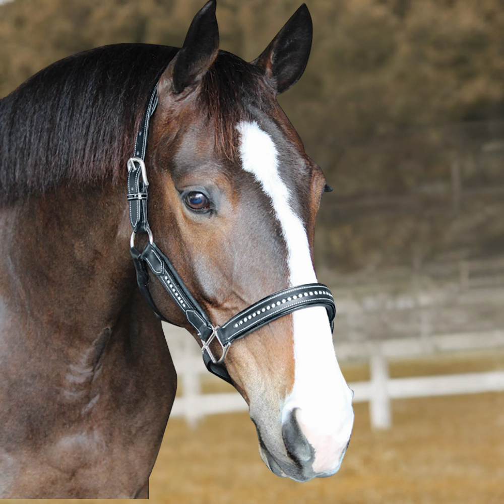 Henri de Rivel Padded Crystal Halter